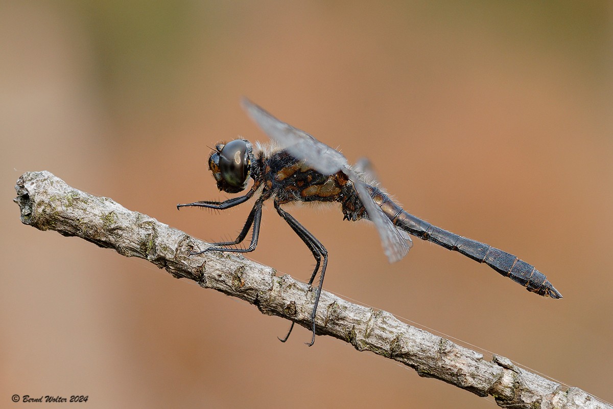 Schwarze Heidelibelle 1